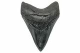 Serrated, Fossil Megalodon Tooth - South Carolina #272475-1